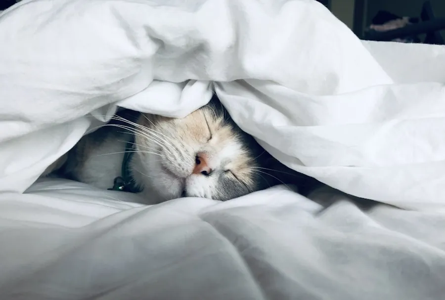 Chambre paisible avec lumière tamisée du soir, ambiance calme propice au sommeil